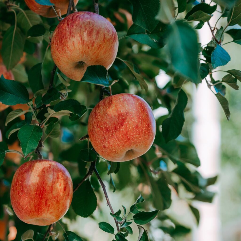 apples on tree