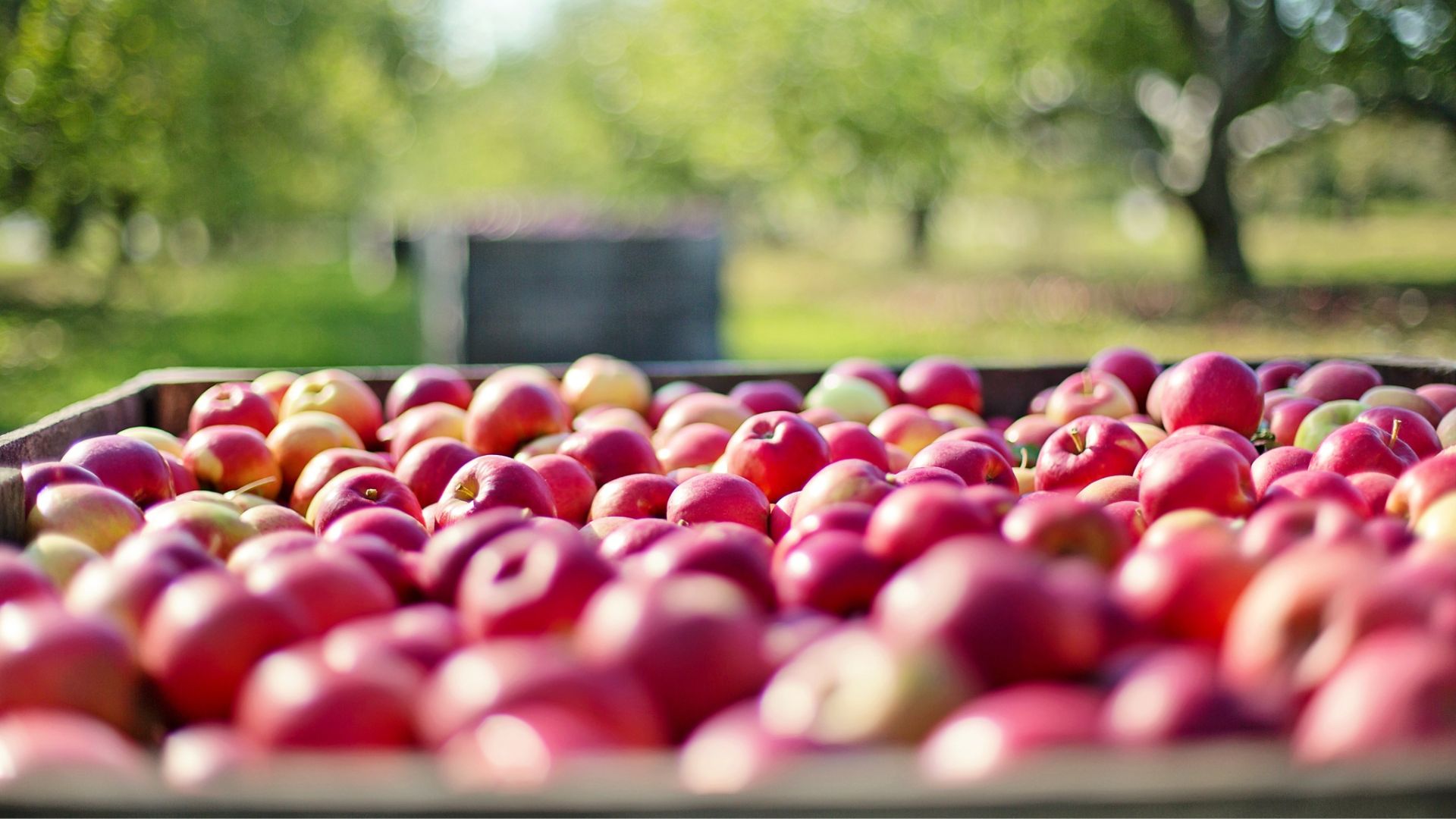 crate of apples in an orchard